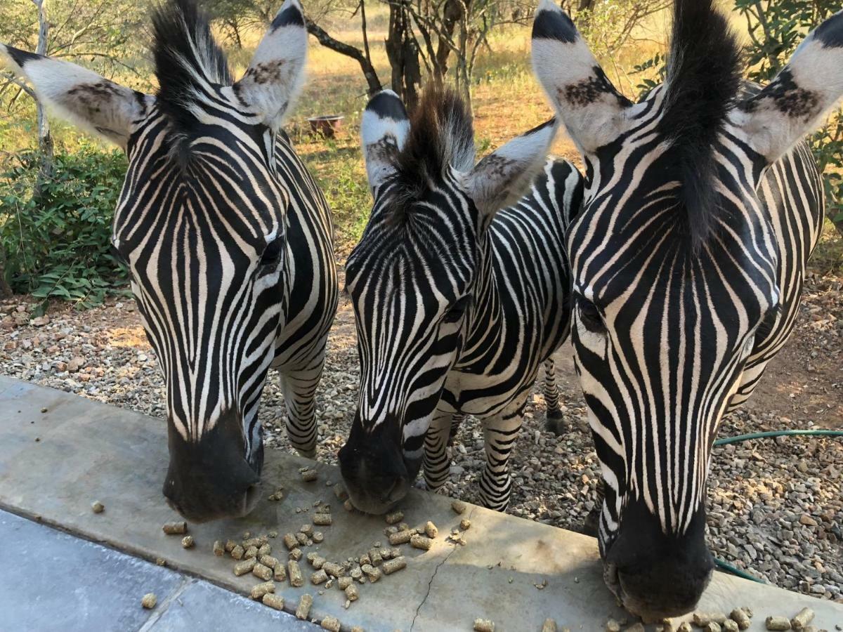 Kruger Willows Marloth Park Eksteriør bilde